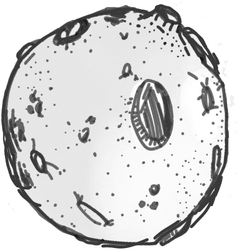 Moon Illustration